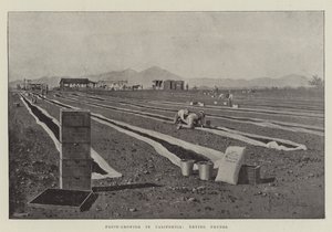 Fruit-Growing in California, Drying Prunes