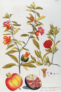 Pomegranate (Punica granatum) from Icones plantarum medicinalium, Vienna by Joseph Jacob Plenck