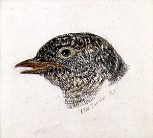 Cuckoo, from The Farnley Book of Birds, c.1816 by Joseph Mallord William Turner