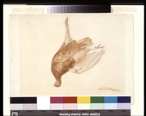 Dead Grouse by Joseph Mallord William Turner