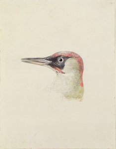 Woodpecker, from The Farnley Book of Birds, c.1816 by Joseph Mallord William Turner