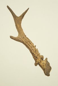 Horn dug up in St Ewen