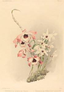 Dendrobium Hybridium Venus and Dendrobium Hybridium Cassiope by Joseph Mansell