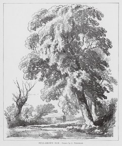 Full-Grown Elm by Joseph Needham