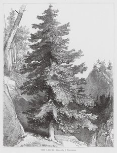 The Larch by Joseph Needham
