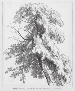 Upper Boughs and Sprays of the Elm
