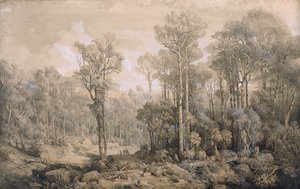Australian Forest