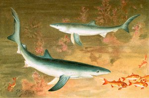 Blue Shark
