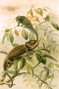Chameleons by Joseph Smit