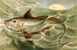 Chimaera by Joseph Smit