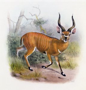 The Broad Horned Antelope, from 