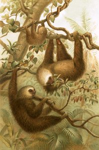 The Two-Toed Sloth by Joseph Smit