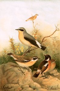 Wheatear, Stonechat and Whinchat