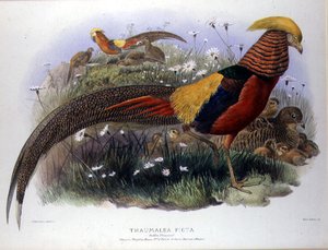 Thaumalea picta (Golden Pheasant) engraved by M. & N. Hanhart by Joseph and Smit J. Wolf