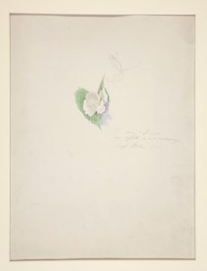 Flower by Joseph Stella