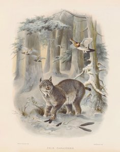 Canadian Lynx by Joseph Wolf