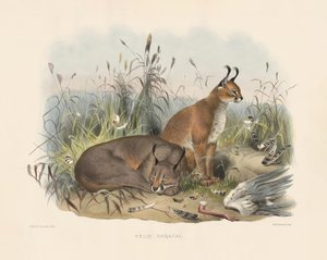 Caracal by Joseph Wolf