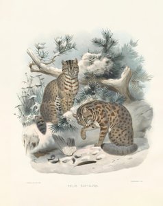 Eurasian Lynx by Joseph Wolf