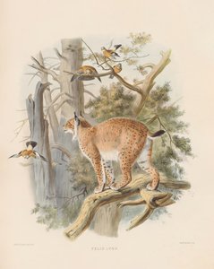 Eurasian Lynx