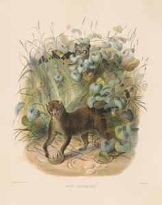 Jaguarundi by Joseph Wolf