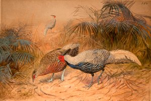 Lineated Kaleege (Euplpcamus lineatus) by Joseph Wolf
