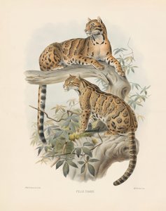 Marbled Cat by Joseph Wolf