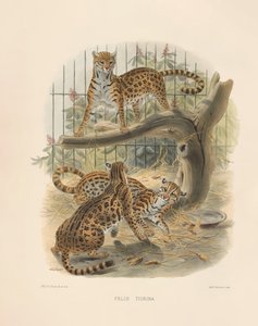 Ocelot by Joseph Wolf