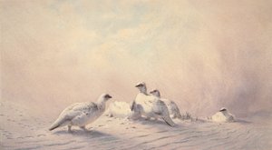 Ptarmigan, Winter, 1873 by Joseph Wolf
