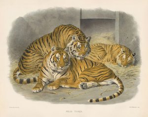 Royal Bengal Tiger