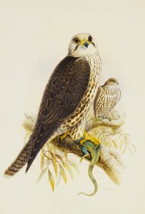 Saker Falcon