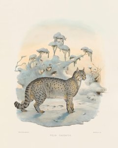Steppe Lynx (Felis caudatus) by Joseph Wolf