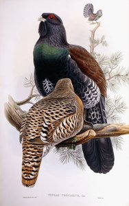 Wood Grouse by Joseph Wolf