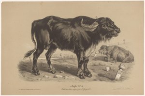 Buffalo (Animal Studies in Two Types of Chalk)