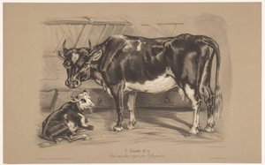 Cow with Calf in a Stable