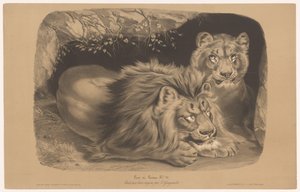 Lion and Lioness