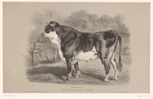 Bull in a meadow (series title: Animal studies in two types of chalk)