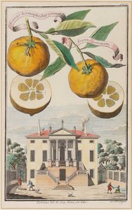 Aranzo Hermaphrodite Crowned by Joseph de Montalegre