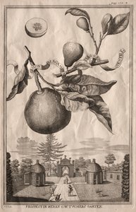 Nuremberg Hesperides: Bergamot Lemon, 1714 by Joseph de Montalegre