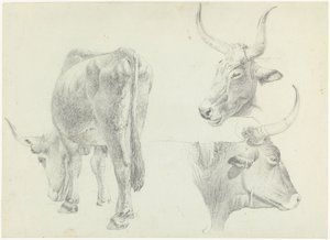 Three Studies of Italian Cattle by Josephus Augustus Knip