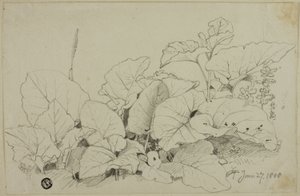 Clump of Leaves and Flowers by Joshua Cristall