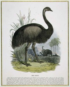The Emu, Educational Illustration Pub. by the Society for Promoting Christian Knowledge by Josiah Wood Whymper