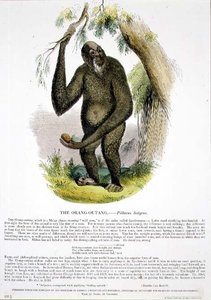 The Orang-Outang (Pithecus satyrus) educational illustration