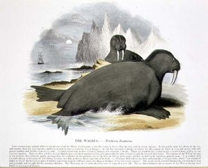 The Walrus (Trichecus rosmarus) educational illustration pub. by the Society for Promoting Christian Knowledge