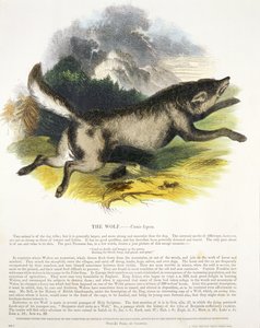 The Wolf (Canis lupus) educational illustration pub. by the Society for Promoting Christian Knowledge, 1843 by Josiah Wood Whymper