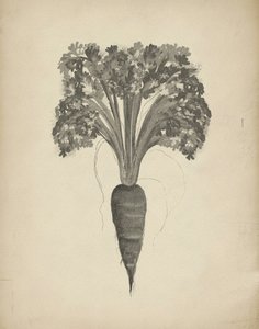 Botanical Carrot Drawing by Josie George