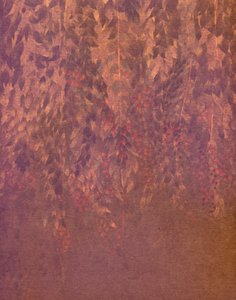 Cascading Wisteria Blooms