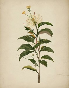 Elegant Botanical Bloom by Josie George