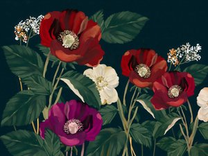 Elegant Dark Poppies by Josie George