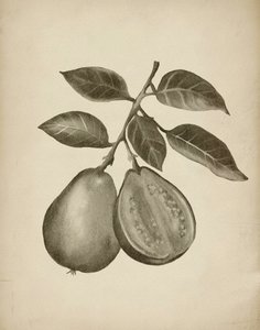 Guava Botanical Study by Josie George