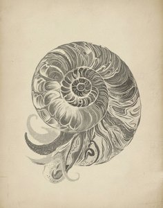 Intricate Nautilus Spiral by Josie George